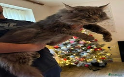 Maine Coon cats for stud: HUGE TICA Active Championship male stud - Image 8