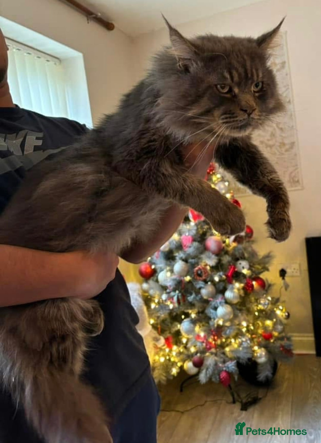 Maine Coon cats for stud: HUGE TICA Active Championship male stud - Image 8