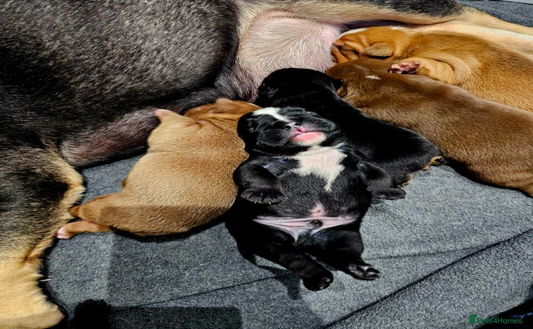 English Bulldog dogs - Advert 7