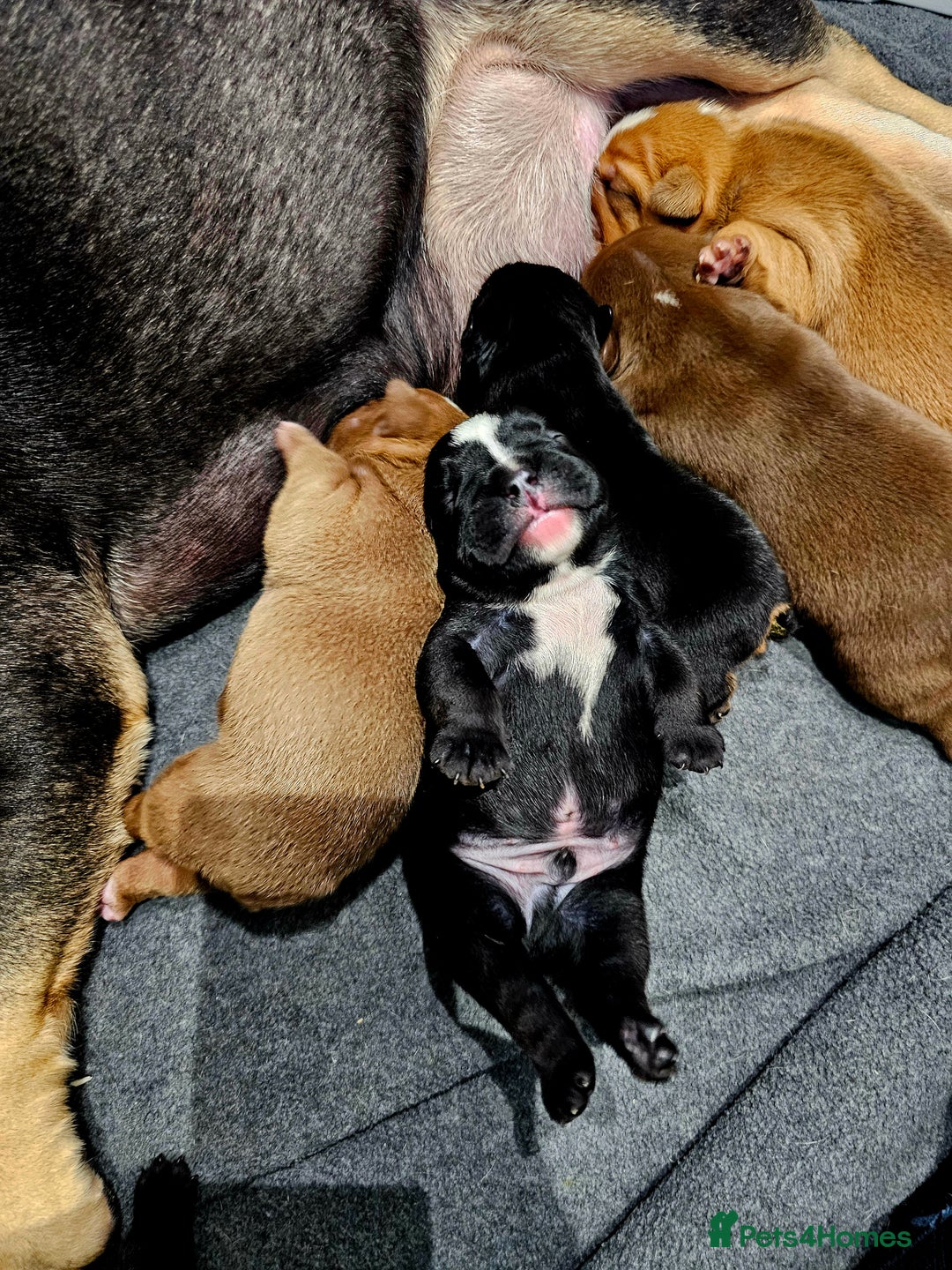 English Bulldog dogs for sale: KC Reg Champion Bloodlines 1 Girl Left £ 2800 - Image 3