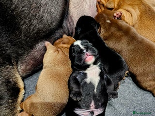 English Bulldog dogs - Advert 1