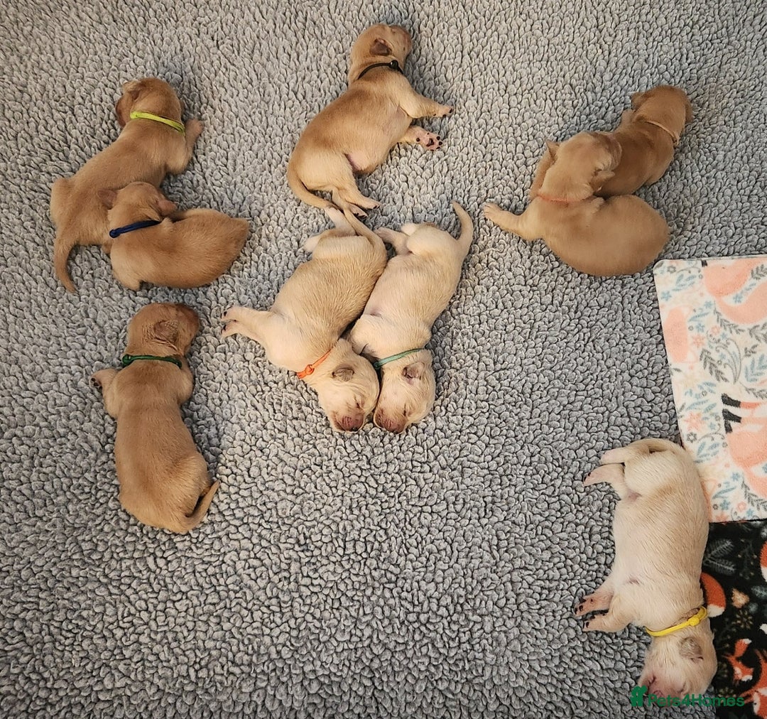 Golden Retriever dogs for sale: Meet our outstanding litter of Retriever puppies! - Advert 5