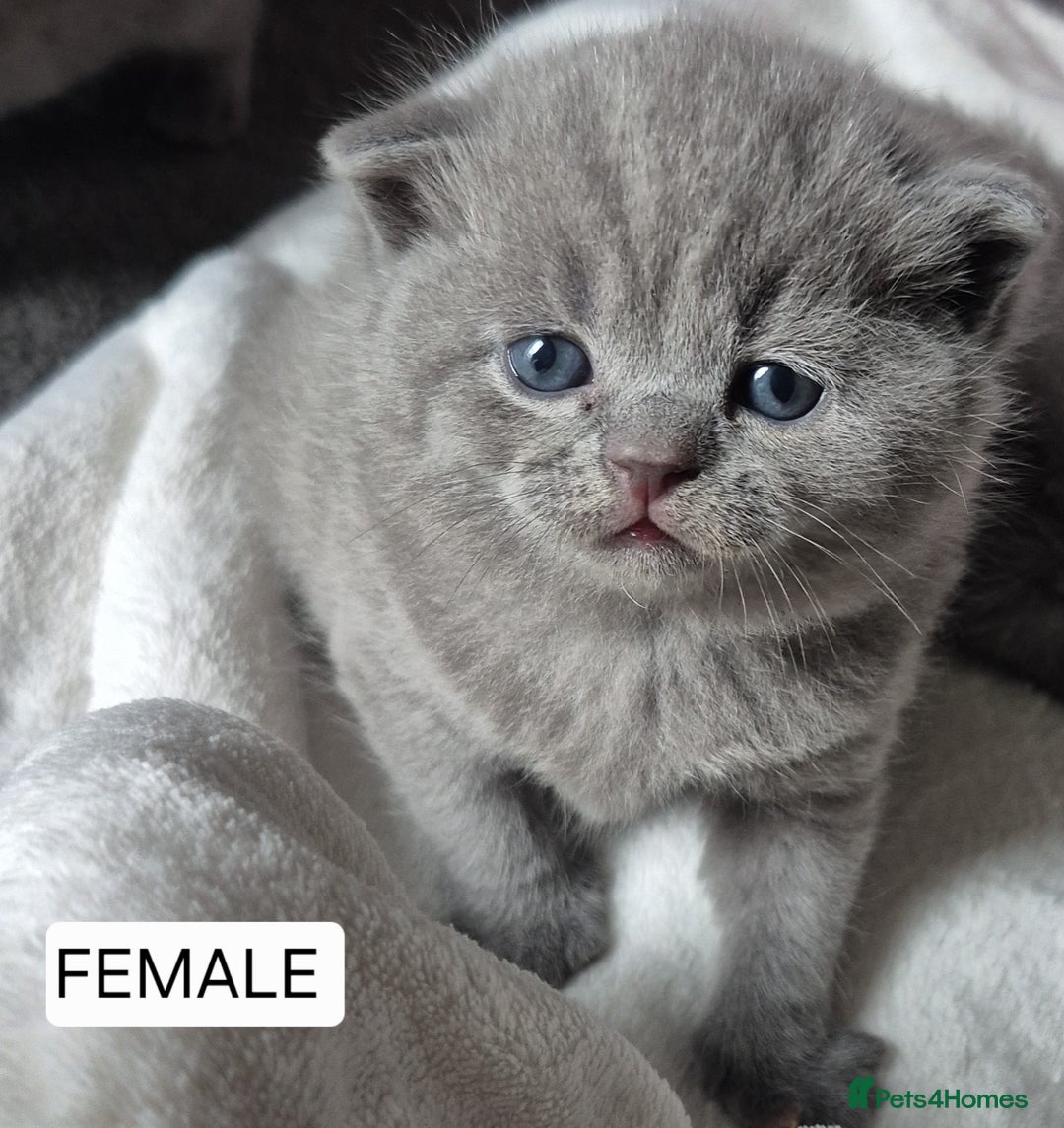 British Shorthair cats for sale: PURE BREED BRITISH SHORTHAIR KITTENS AVAILABLE 😸  - Image 3
