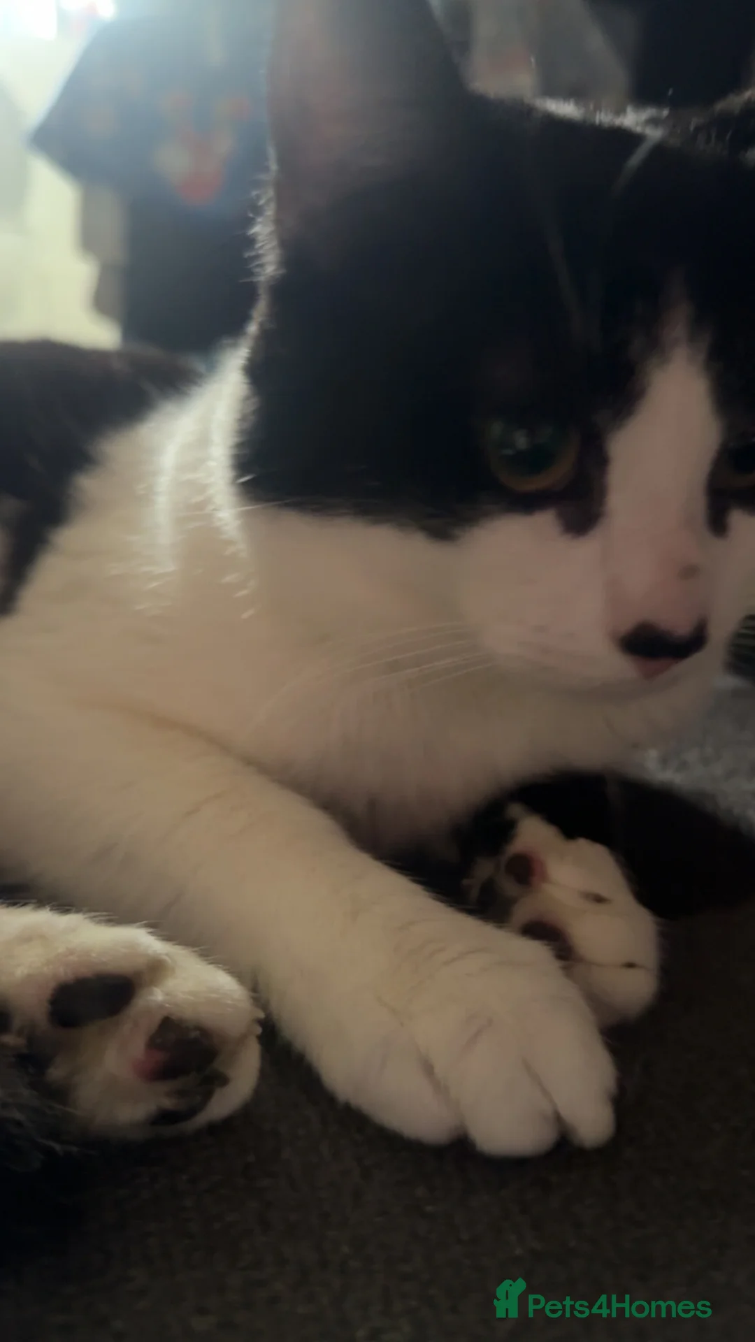 Mixed Breed cats for sale: Male Black And White Cat  - Advert 2
