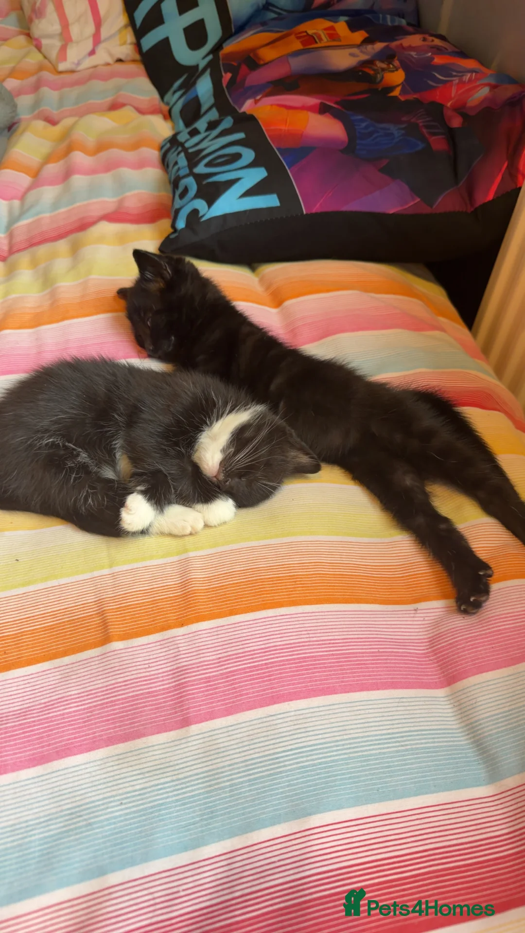 American Shorthair cats for sale: Two beautiful female kittens  in Willenhall - Advert 7