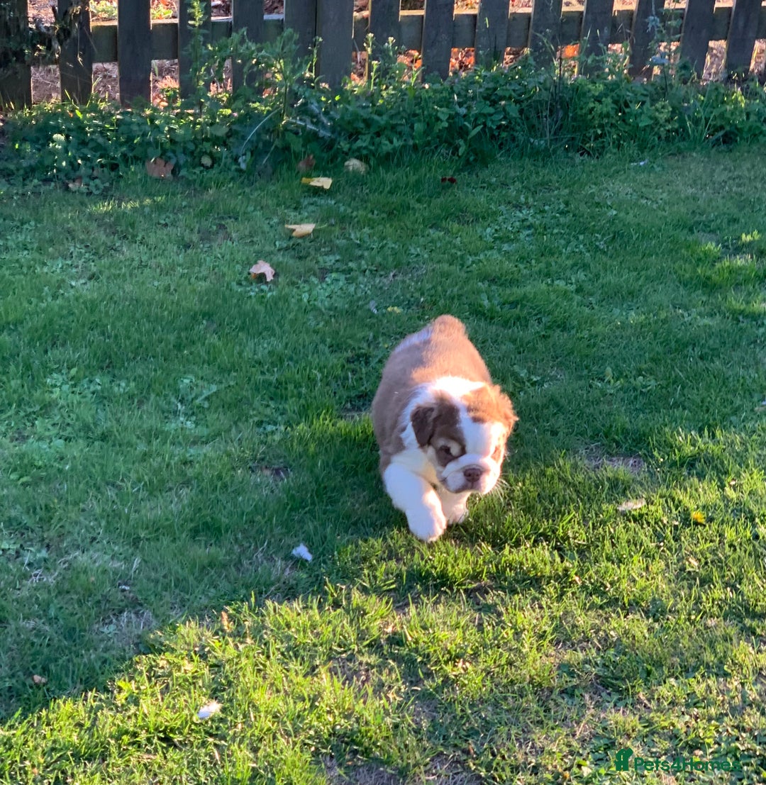 English Bulldog dogs for sale: Quality English bulldog pups fluffy LAST BOY - Image 16