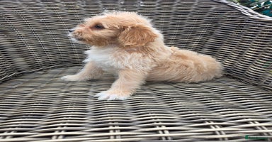 Cavapoo dogs - Advert 7