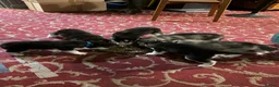 Siberian Husky dogs for sale: Siberian husky puppies  - Advert 1