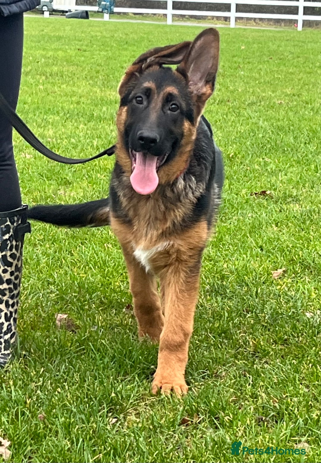 German Shepherd dogs for sale: Outstanding Vomkonstanz German Shepherd Litter  - Advert 1