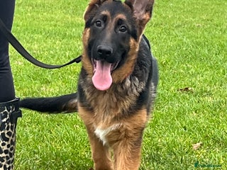 German Shepherd dogs Outstanding Vomkonstanz German Shepherd Litter - Advert 16