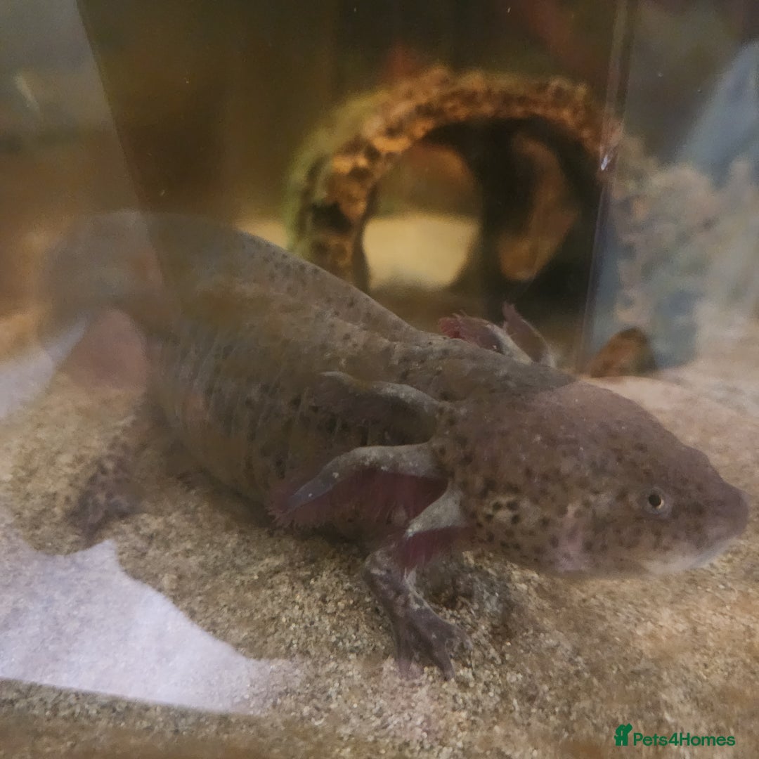 Axolotl reptiles for sale: 2 Axolots with pump, fish tank and cabinet - Image 2