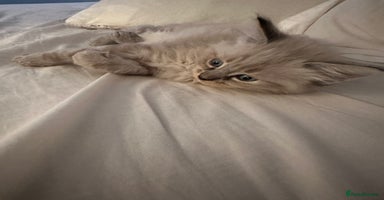 Ragdoll cats - Advert 11