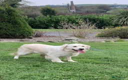 Mixed Breed dogs for sale: Stunning Golden Mountain pup's  - Advert 21