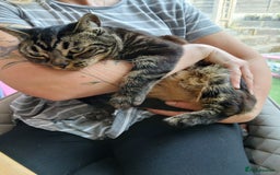 Domestic Shorthair cats for sale: Tabby Domestic Shorthair - Image 2