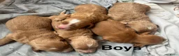 Cockapoo dogs for sale: F1 Cockapoo Puppies  in Axbridge - Advert 5
