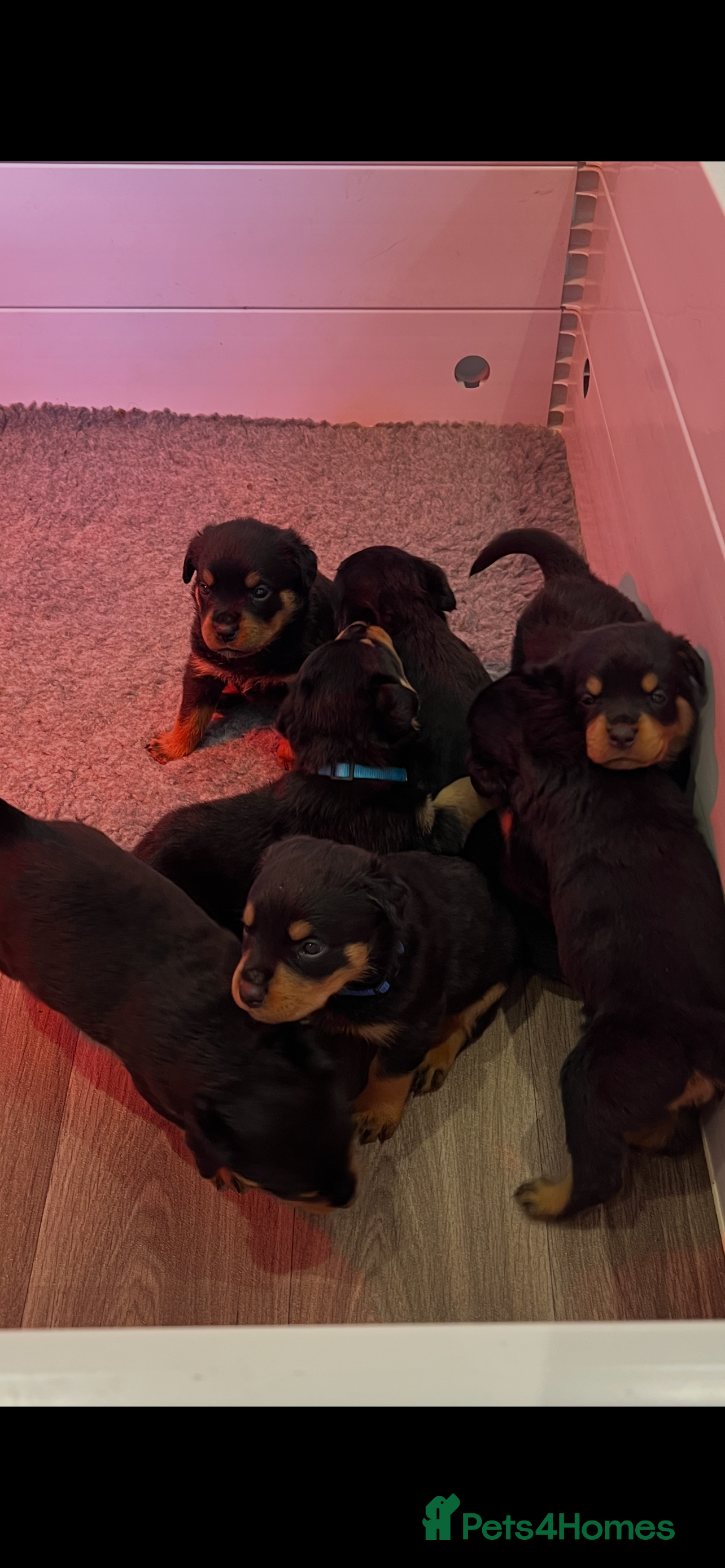 Rottweiler dogs Rottweiler puppies for sale  in Accrington - Advert 8