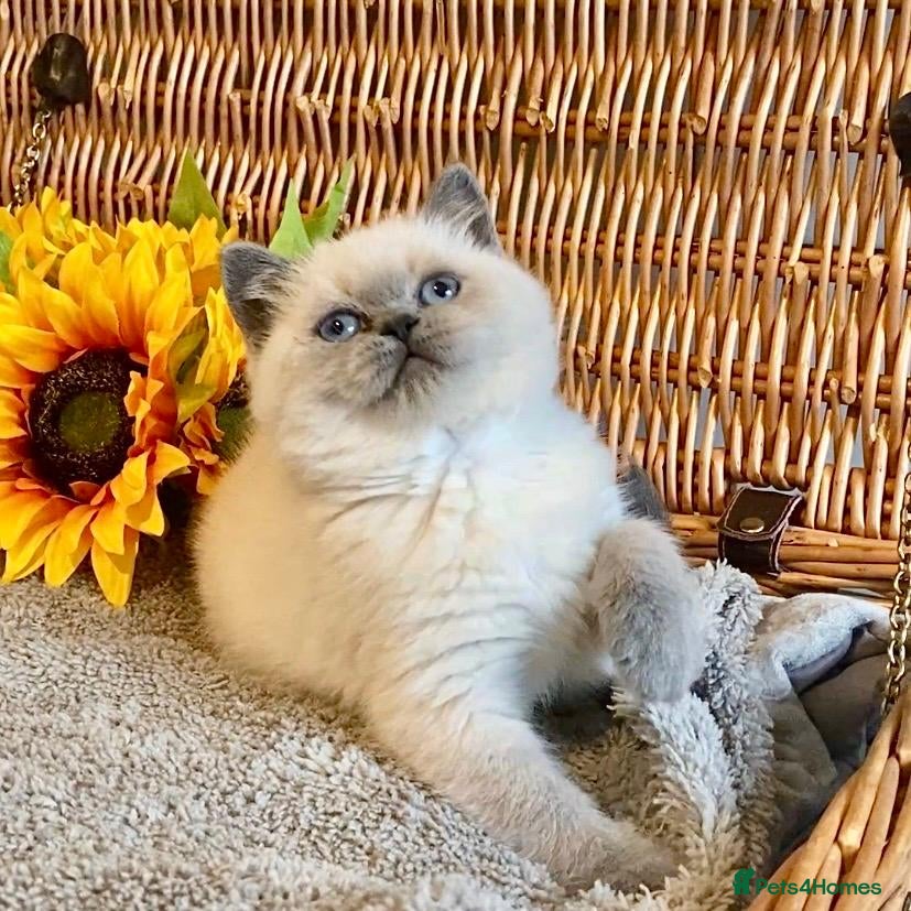 British Shorthair cats for sale: ( 1 LEFT) EXCEPTIONAL PURE BRED BSH TEDDY BEARS - Advert 3