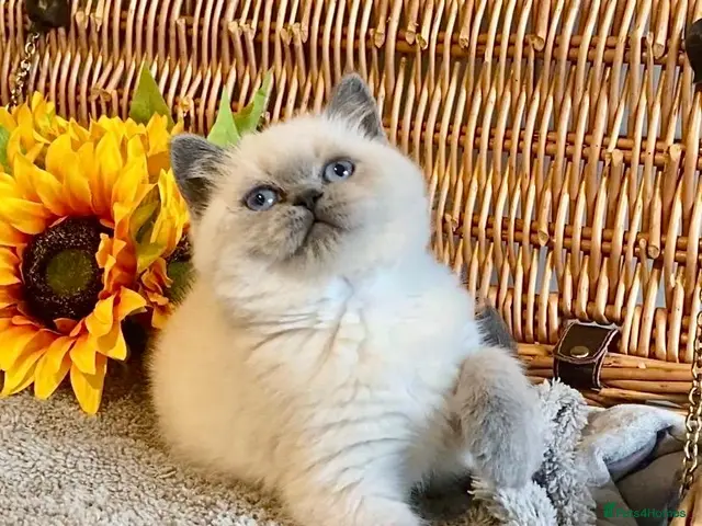 British Shorthair cats for sale: ( 1 LEFT) EXCEPTIONAL PURE BRED BSH TEDDY BEARS - Advert 3