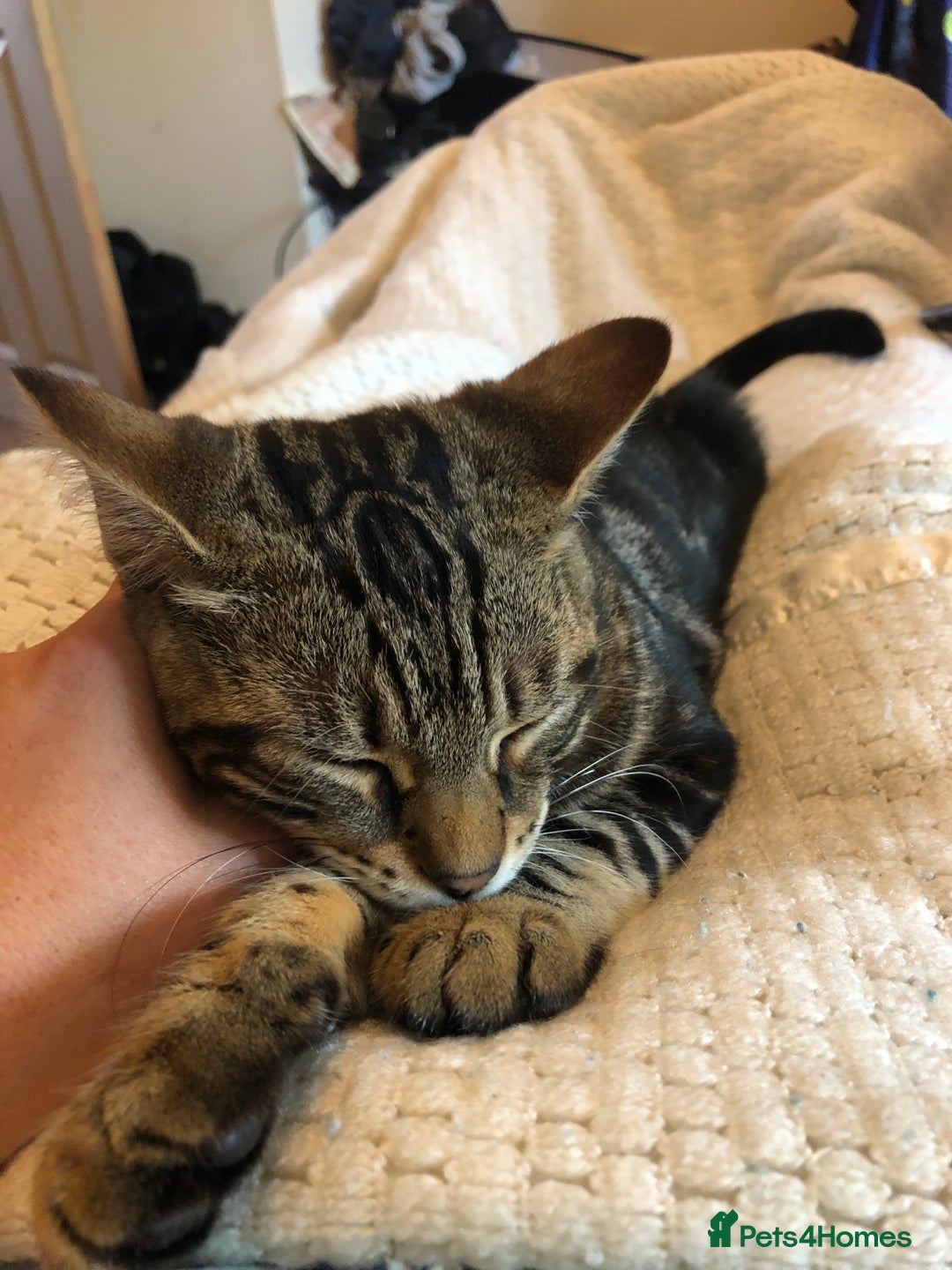 Bengal cats for sale: Bengal cross - Image 4