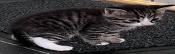 Mixed Breed cats for sale: LAYLA’S GORGEOUS LITTER OF FIVE 🐱 🐈 🐈‍⬛ 🐱 🐈  - Advert 32