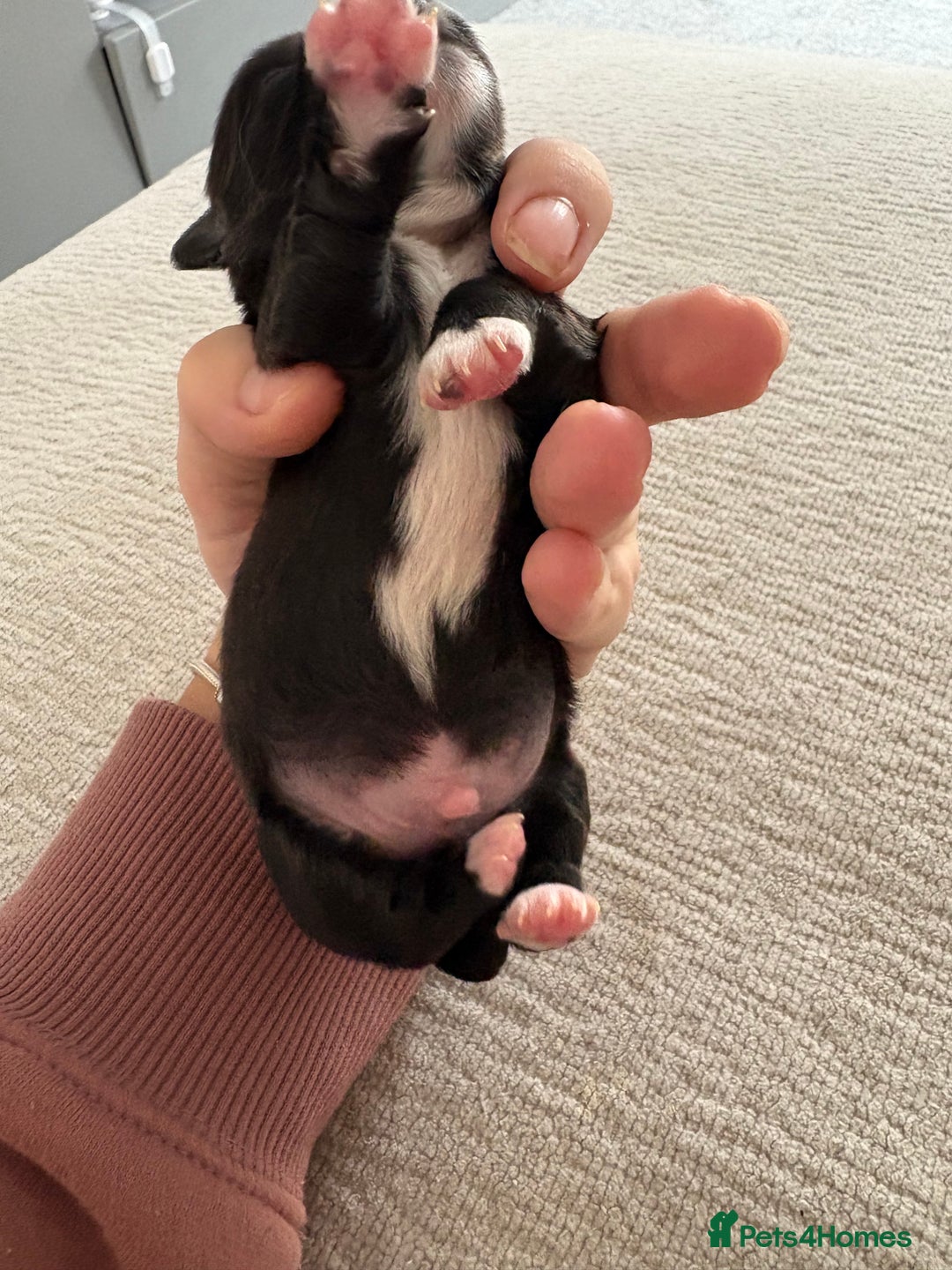 Chihuahua dogs for sale: Black and White Chihuahua  - Advert 3