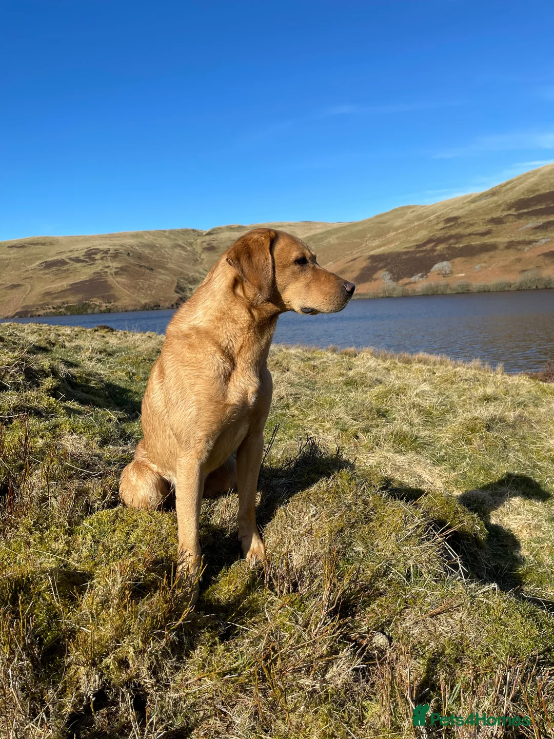 Labrador Retriever dogs for stud: Field Trial Champion Dark Yellow Labrador in Kinross - Advert 8