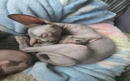 Sphynx cats for sale: 2 Sphynx Kittens. - Image 7