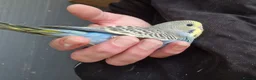 Budgerigars birds for sale: 4 blue chicks and 1 adult male  - Advert 17