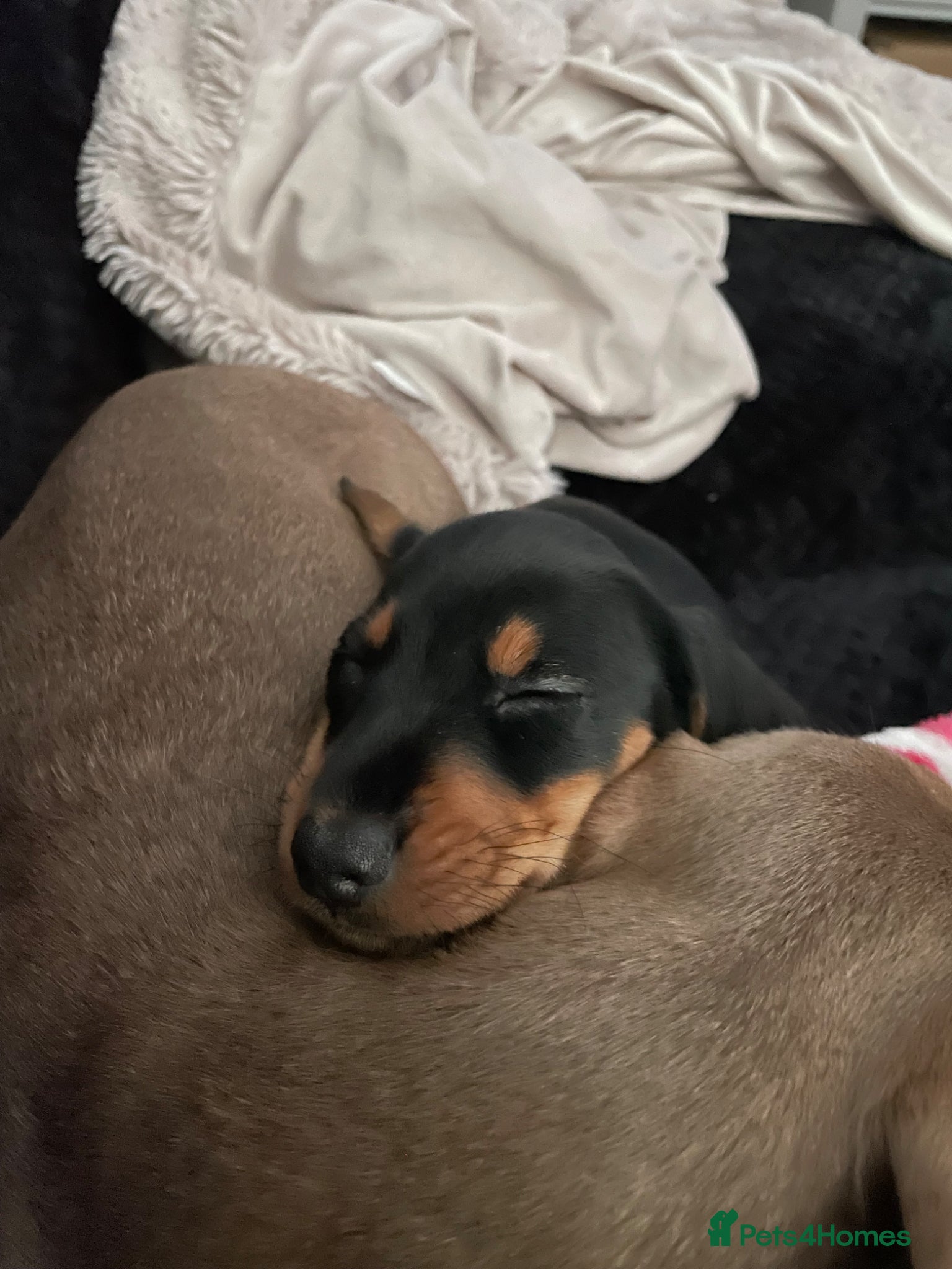 Miniature Dachshund dogs for sale: Female miniature dachshund for sale - Advert 8