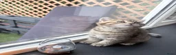 British Shorthair cats for sale: 🐾 Elite Male British Shorthair Kitten - Advert 5