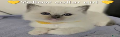 Ragdoll 4