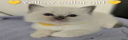 Ragdoll cats for sale: Ragdoll kittens *GCCF registered#  - Advert 4