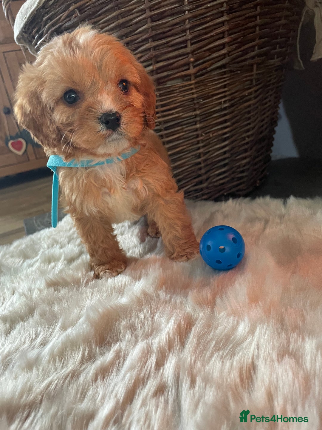 Cavapoo dogs for sale: Gorgeous Cavapoo Puppies - Advert 11