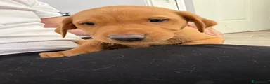 Orange Collar Boy