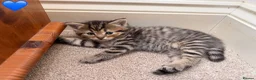 Persian cats for sale: 5 Persian X kittens available from 9th May - Advert 18
