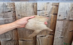 Ferret rodents for sale: Hob kit working lines - Image 5