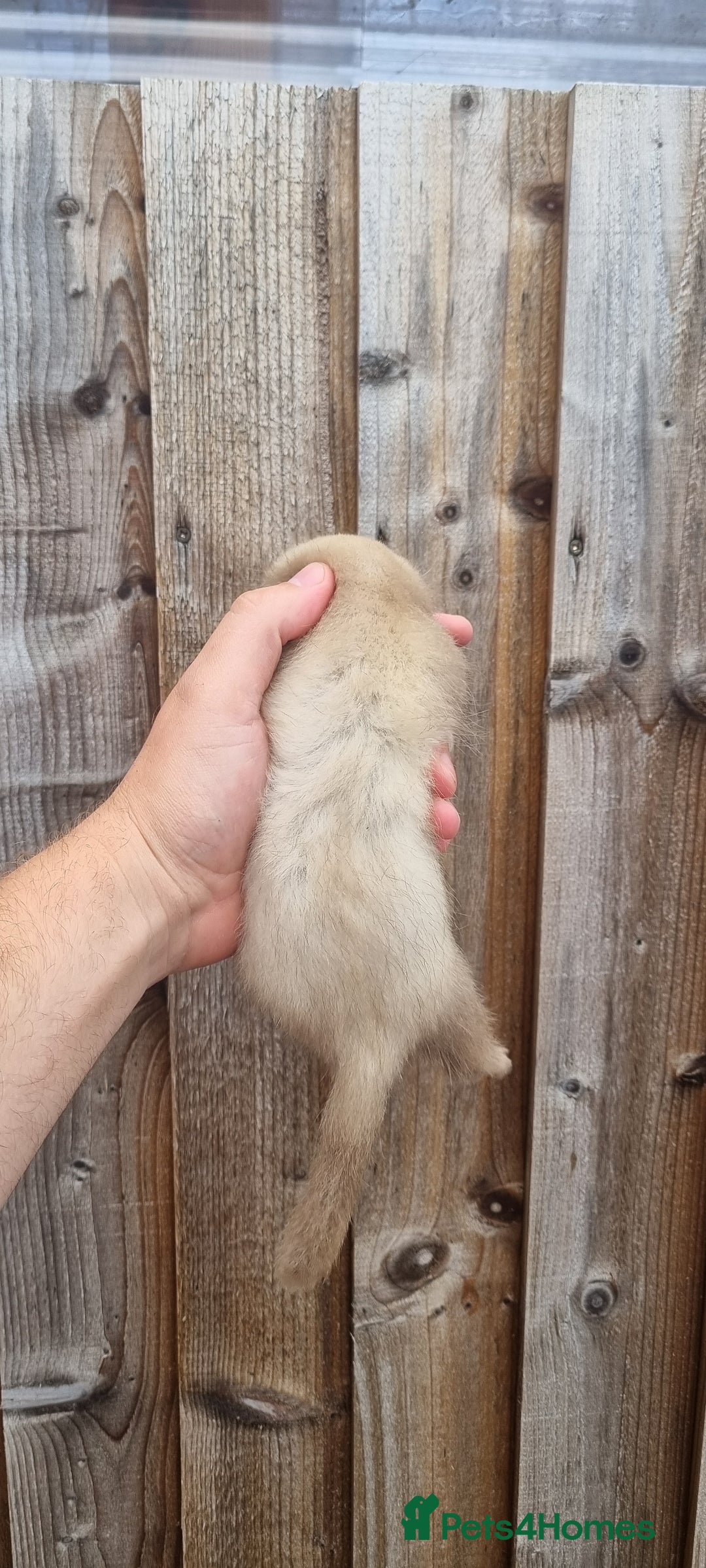 Ferret rodents for sale: Hob kit working lines - Image 5
