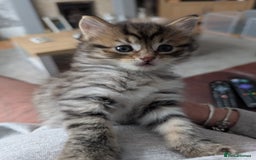 Mixed Breed cats for sale: Ragdoll Mix Kittens  - Image 5