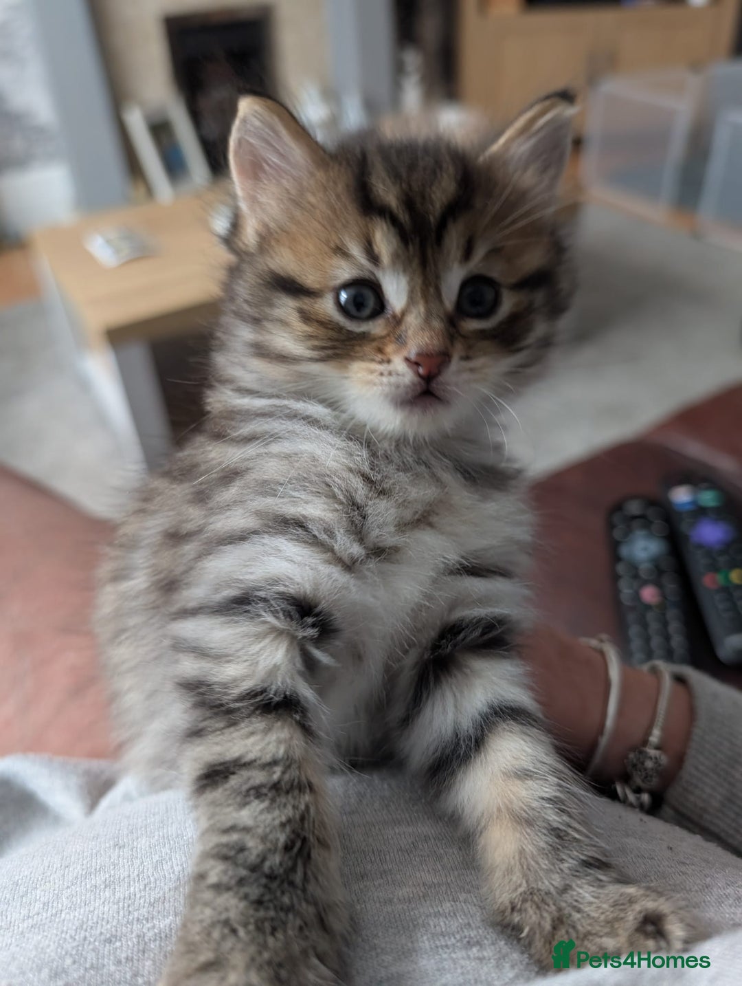 Mixed Breed cats for sale: Ragdoll Mix Kittens  - Image 5