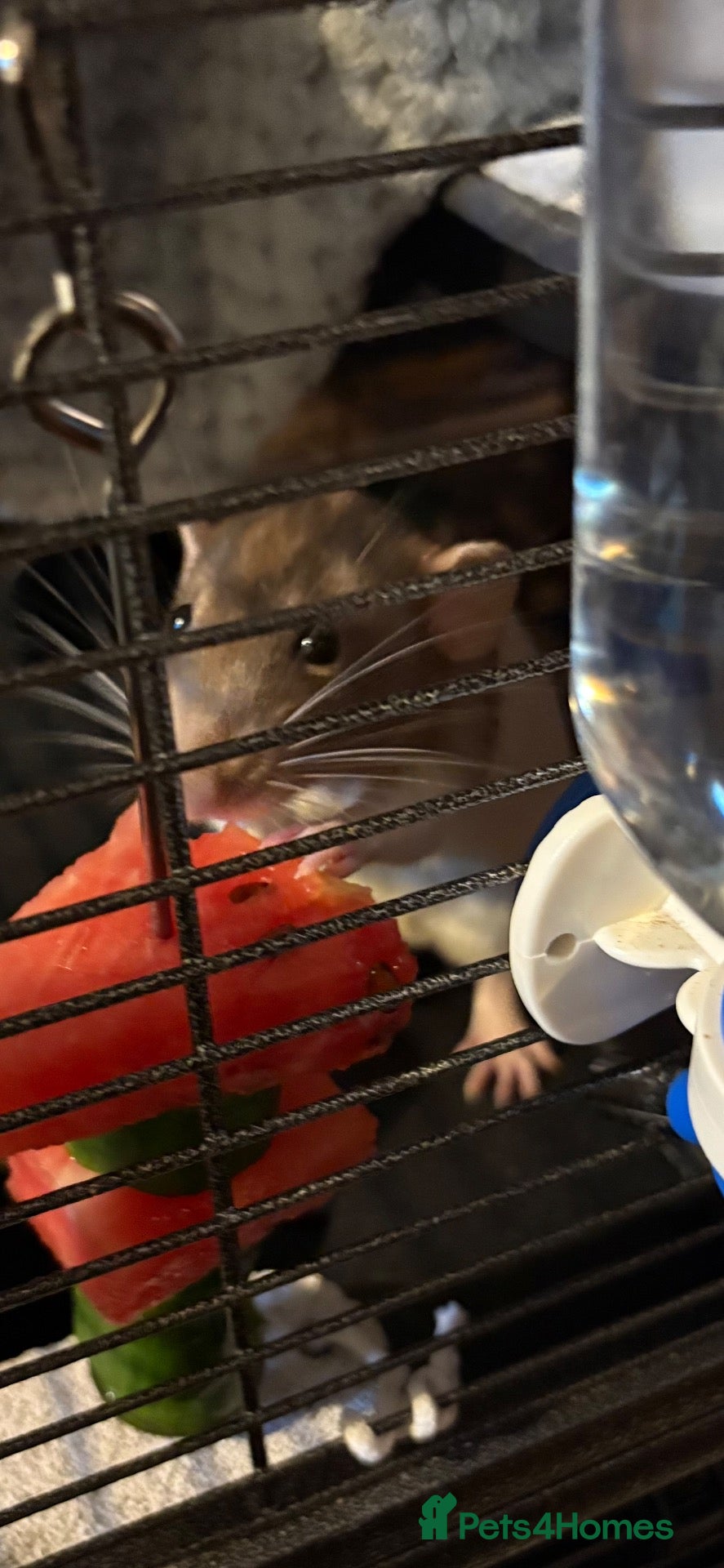Rat rodents Fancy Dumbo Rats 8 months old with cage - Advert 1