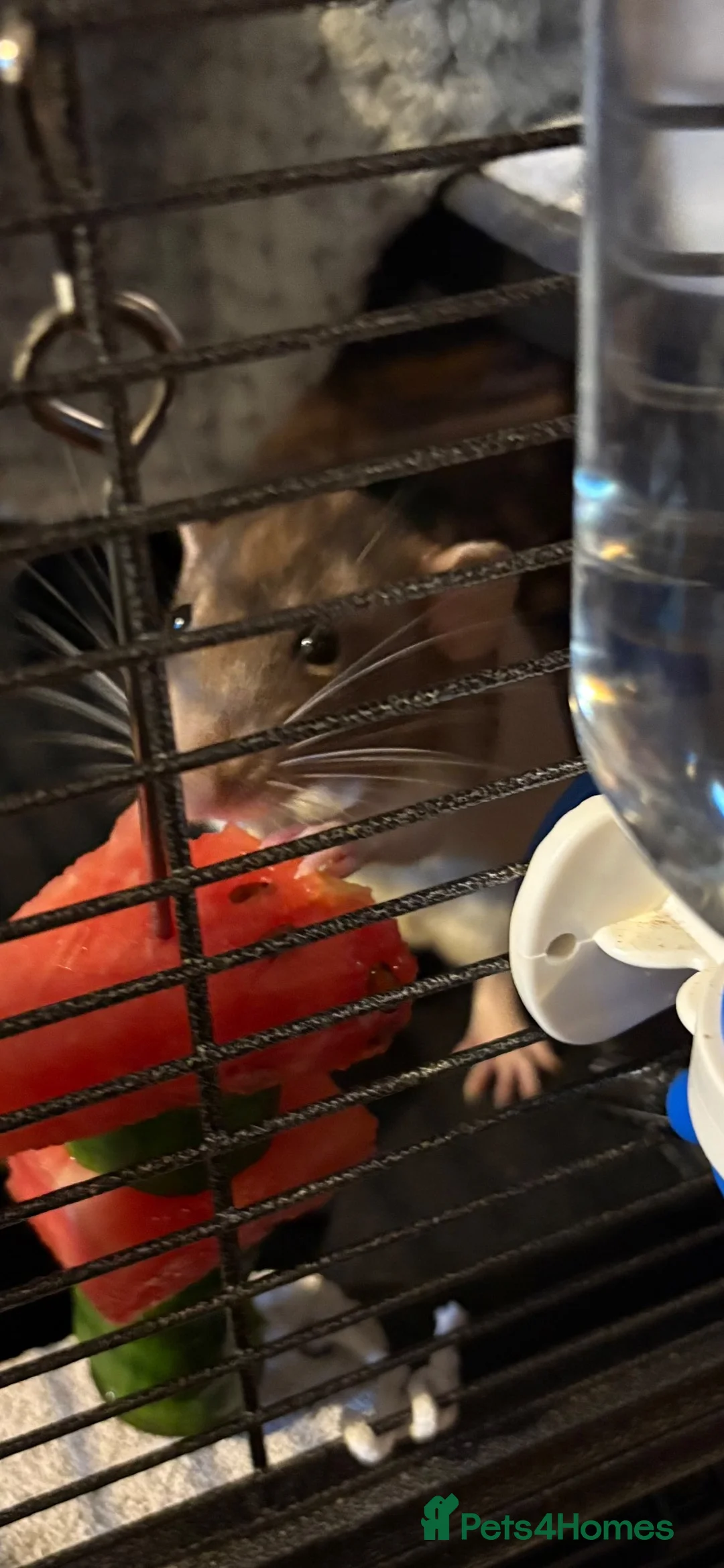 Rat rodents for sale: Fancy Dumbo Rats 8 months old with cage - Advert 1