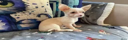 Chihuahua dogs for sale: Gorgeous tiny Chihuahua babies - Advert 17