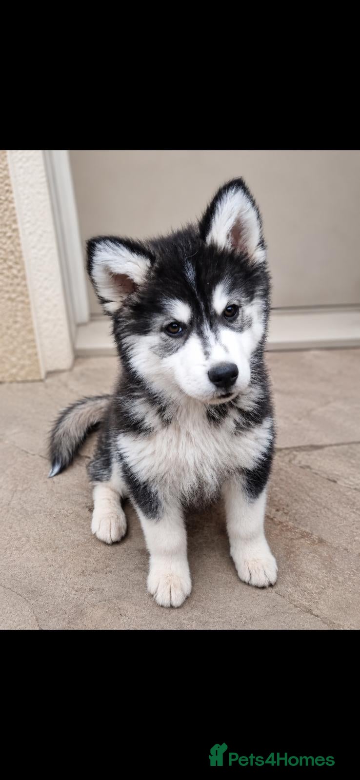 Pomsky dogs 💙💙 2 BEAUTIFUL MALE POMSKY PUPPIES READY NOW 💙 - Advert 5