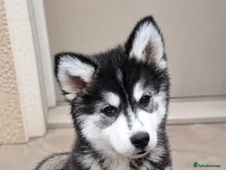 Pomsky dogs 💙💙 2 BEAUTIFUL MALE POMSKY PUPPIES READY NOW 💙 - Advert 5
