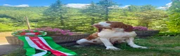 Bracco Italiano dogs for sale: ⭐️⭐️TOP BREEDER 2021,22,23,24,25⭐️⭐️ - Advert 10