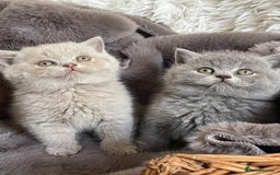 British Shorthair cats for sale: CHAMPION HERITAGE BABIES  - Image 5