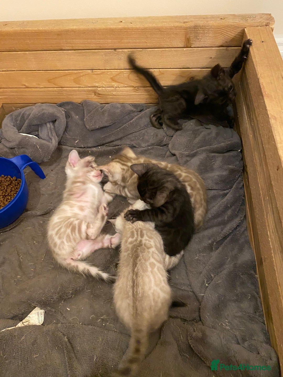 Bengal cats for sale: 🔥✨ Pedigree TICA-Registered Bengal Kittens - Image 9