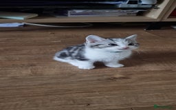 Persian cats for sale: A loveable Persian kitten - Image 28