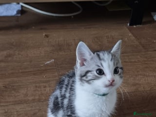 Mixed Breed cats A loveable Persian kitten - Advert 9