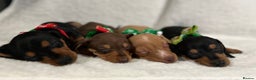 Miniature Dachshund dogs for sale: 1 boy left Ready to leave  - Advert 2